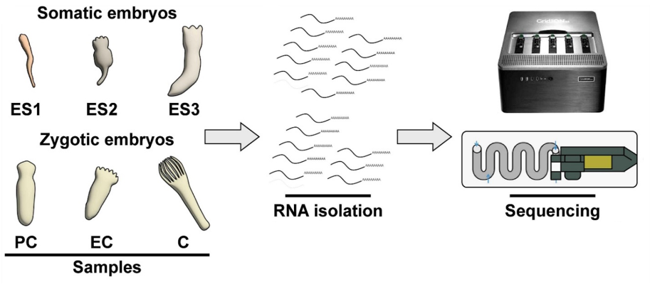 Data information showing somatic and zygotic embryo samples with RNA isolation and sequencing workflow